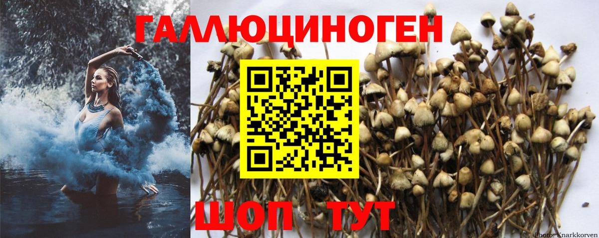 Гулькевичи  Галлюциногенные грибы Psilocybe  Вход с VPN 
